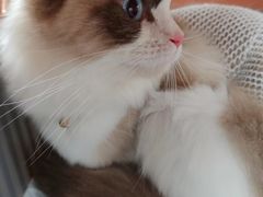 -艾吉宠物医院·疑难杂症转诊中心·猫友好(碧江路院)