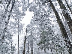 -龙苍沟森林公园