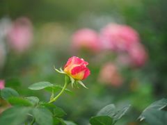 -人民公园(罗湖区)