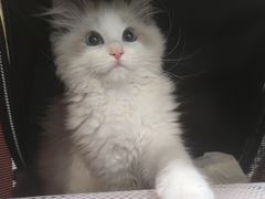 -北京观赏动物医院·24小时大型综合·猫专科·异宠专科