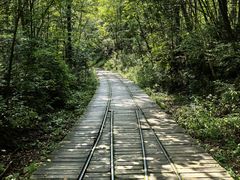 -五营红松林海景区