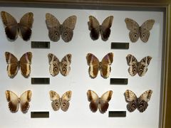 -上海昆虫博物馆