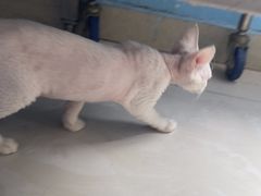 -瑞派福兴宠物医院犬猫全科·骨科·中西医结合(河东店)