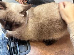 -Heymao猫咖.咖啡厅(东门店)