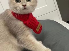 -Bastet sally猫舍购宠(静安店)