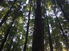 -山王坪喀斯特国家生态公园