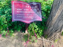 -曹州百花园