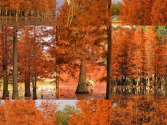 -白鹭湾湿地公园