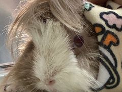 -美美宠物诊疗中心·异宠·骨科(滨江东信分院)