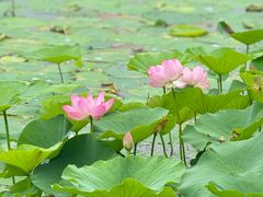 -丁香湖公园