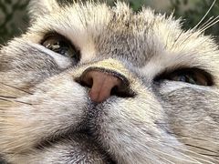 -猫猫幼稚园·撸猫·桌游·电玩