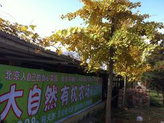 -大自然农场蔬菜草莓采摘园