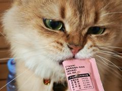 -唐小姐の私宠·宠物洗护美容·撸猫馆·购宠(周浦万达旗舰店)