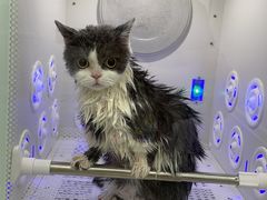 -爱洗澡的猫(望京店)