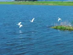 -鄱阳湖国家湿地公园