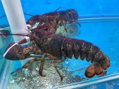 -一品江南韵·淮扬菜