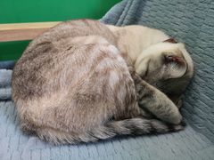 -李小姐の猫咖啡馆(五角场店)