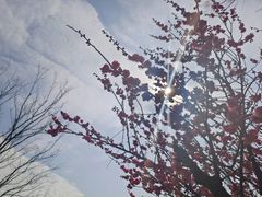-羊山湖公园