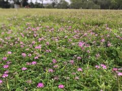 -福建鲤鱼洲酒店