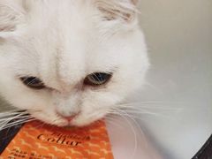 -艾吉宠物医院·疑难杂症转诊中心·猫友好(碧江路院)