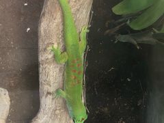-上海大自然野生昆虫馆(东方明珠·爬宠昆虫探索中心)