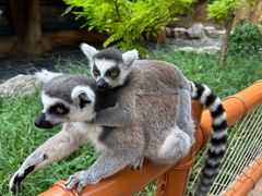 -北京野生动物园