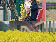 -杭州湾海上花田景区