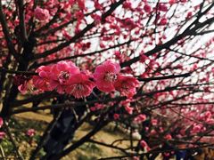 -香雪海