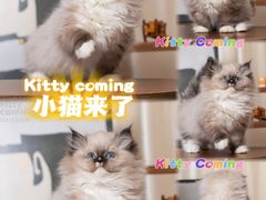 -小猫来了·猫舍(红山六九七九店)