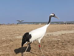 -盐城丹顶鹤湿地生态旅游区