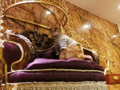 -more than meow吴止猫主题餐厅(承德 中船汇店)