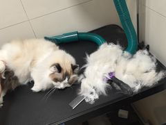 -悠尼宠物·独立低压伊珊娜洗护·美容·寄养(兰谷路店)