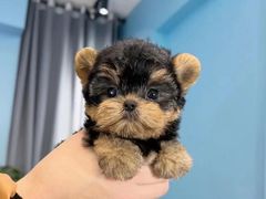 -萌宠之家·腊肠犬·马尔泰·小体犬舍