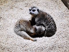 -天津zoonly动物主题公园
