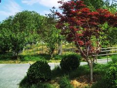 -莲花池公园