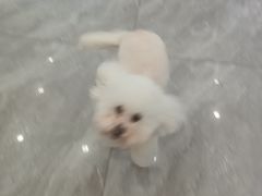 -宠颐生宠物医院·综合诊疗(先锋分院)