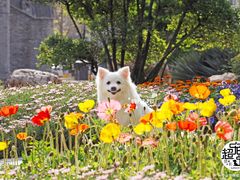 -超宠爱宠物摄影-Super pet
