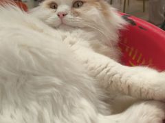 -平行世界·猫咖(首经贸店)