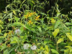 -广州神农草堂中医药博物馆