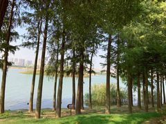 -贡湖湾湿地公园
