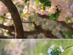 -海棠花溪(元大都城垣遗址公园)