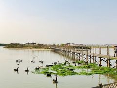 -池杉湖湿地公园