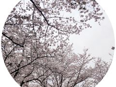 -武汉大学-樱园