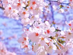 -上海辰山植物园