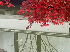 -秋霞圃