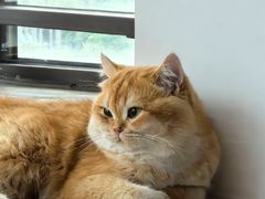 -欣宠猫屋·矮脚拿破仑·蓝金金渐层