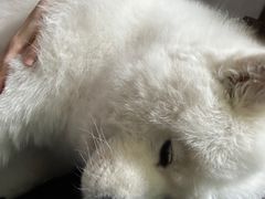 -美联众合爱康动物医院•复杂内科•肿瘤科•牙科•腔镜诊疗中心
