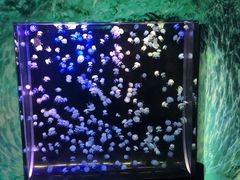 -欢乐海岸海洋奇梦馆