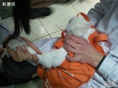 -纳吉亚猫专科动物诊疗中心(蒋宅口分院)