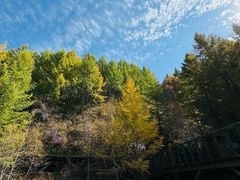 -苏木山森林公园